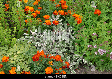 Gemeinsame Salbei (Salvia officinalis 'Tricolor'), Tagetes (Tagetes) und Griechischer Oregano (Origanum vulgare) Stockfoto