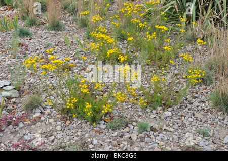 Goldlöckchen (Aster linosyris) Stockfoto