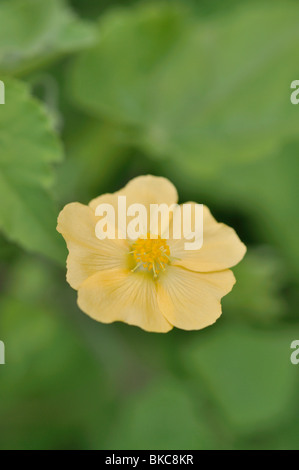 Indische Malve (abutilon Indicum) Stockfoto