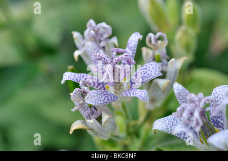 Japanische toad Lily (tricyrtis hirta) Stockfoto