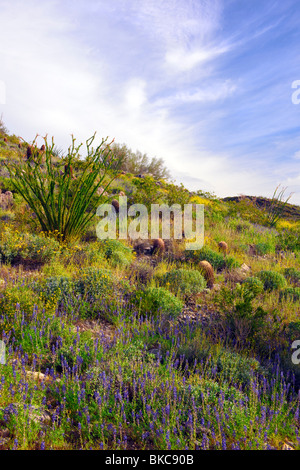 Frühling blüht in der Sonoran Wüste von Arizona weißen Tank Berge Regional Park. Stockfoto