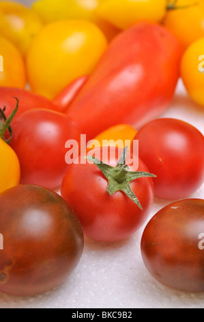 Tomaten (Lycopersicon esculentum) Stockfoto