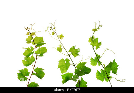 Frisch isolierte Weinrebe Zweige Stockfoto