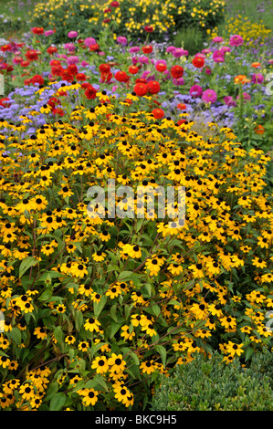 Brown-Eyed Susan (Rudbeckia triloba) Stockfoto