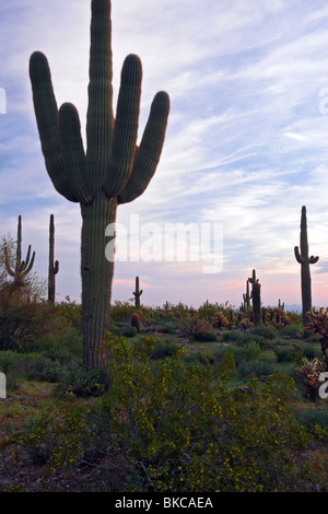 Saguaro Kaktus stehen aufrecht an der ersten Ampel in Arizona weißen Tank Berge Regional Park westlich von Phoenix. Stockfoto