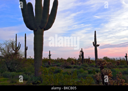 Saguaro Kaktus stehen aufrecht an der ersten Ampel in Arizona weißen Tank Berge Regional Park westlich von Phoenix. Stockfoto