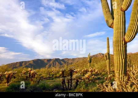 Am frühen Morgen Licht auf Teddy Bear Cholla und die hoch aufragenden Saguaro-Kaktus in Arizona weißen Tank Berge Regional Park. Stockfoto