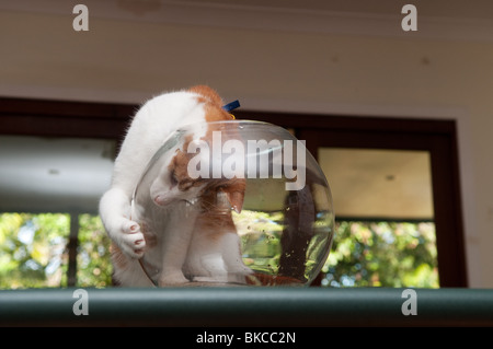 Haustier Katze spielt mit leeren gold Fish bowl Stockfoto