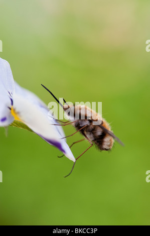 Bombylius Major. Große Biene Fliege/dunkel umrandete Biene-fly ruht auf einer Blume Stockfoto