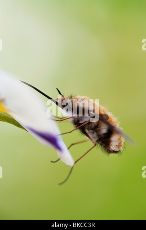 Bombylius Major. Große Biene Fliege/dunkel umrandete Biene-fly ruht auf einer Blume Stockfoto