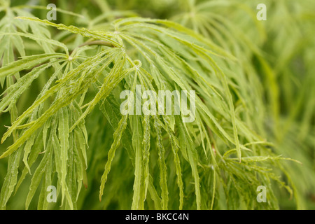 Klassische grüne Ahorn, grüne Laceleaf, Threadleaf oder Cutleaf japanischer Ahorn Acer Palmatum Dissectum 'Viridis' Brookfields Gartencenter Weinen Weinen. Stockfoto