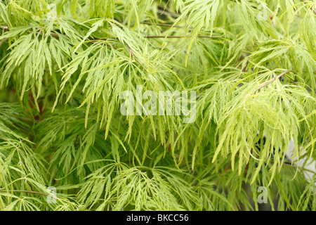 Klassische grüne Ahorn, grüne Laceleaf, Threadleaf oder Cutleaf japanischer Ahorn Acer Palmatum Dissectum 'Viridis' Brookfields Gartencenter Weinen Weinen. Stockfoto