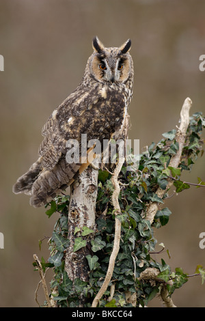 Waldohreule (Asio Otus), thront auf einem Baumstumpf mit Efeu bewachsenen Erwachsenen. Stockfoto