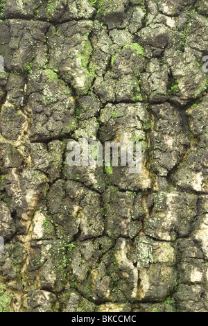 Schließen Sie herauf Bild des alten Baumes Rinde Hintergrund Stockfoto