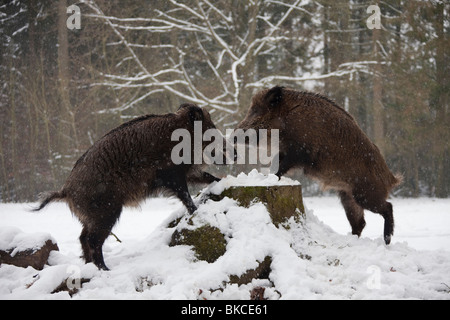 Wildschwein (Sus Scrofa), zwei Männchen streiten. Stockfoto