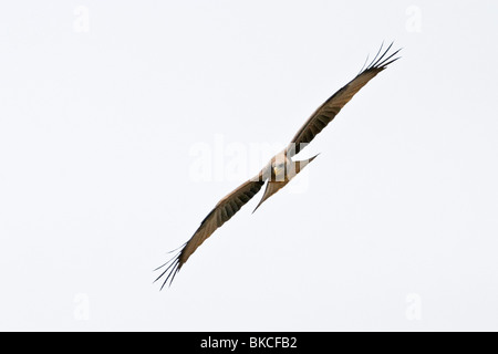 Schwarz-eared kite Stockfoto