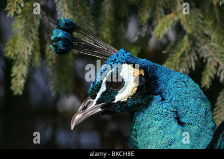 blaue Pfauen Stockfoto