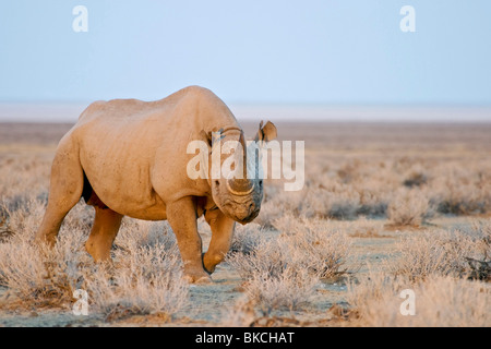 Spitzmaul-Nashorn Stockfoto