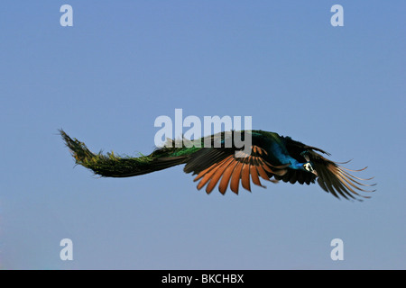 blaue Pfauen Stockfoto