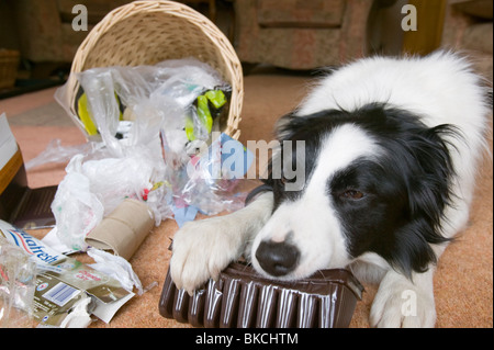 Ein Hund, der Inhalt von einem Haushalt bin Essen Stockfoto