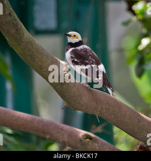 Schwarz-Kragen Starling (Gracupica Nigricollis) Stockfoto