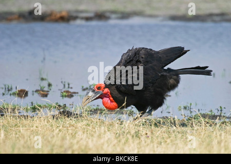 Südliche Hornrabe Stockfoto