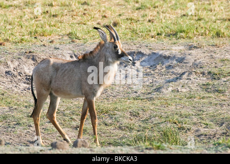 Roan Antilope Stockfoto