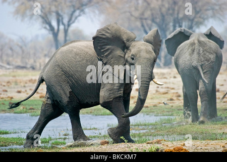 Afrikanische Elefanten Stockfoto