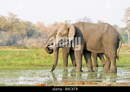 Afrikanische Elefanten Stockfoto