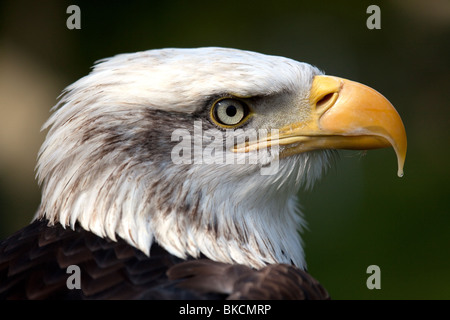 Höhenplan eine kanadische Weißkopfseeadler Stockfoto