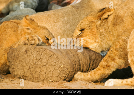 Löwen Essen Stockfoto