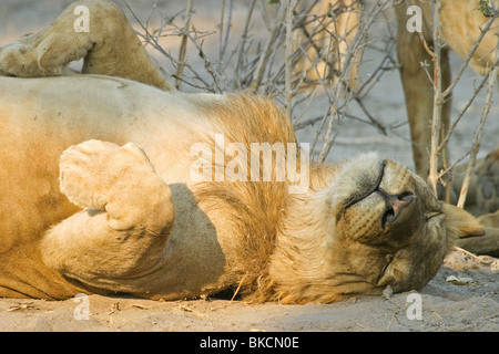 junger Löwe Stockfoto