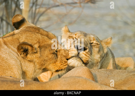 Löwin Stockfoto