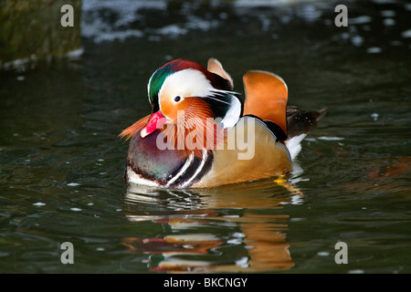Mandarin Ente, Aix Galericulata, Männchen in der Zucht Gefieder Stockfoto