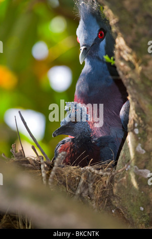 Victoria gekrönte Taube, Goura Victoria auf Nest mit Küken Stockfoto