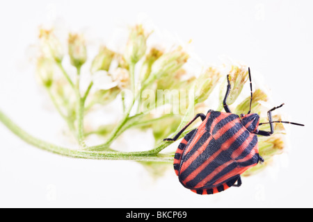 gestreifte Stink Bug (Graphosoma Lineatum) Stockfoto