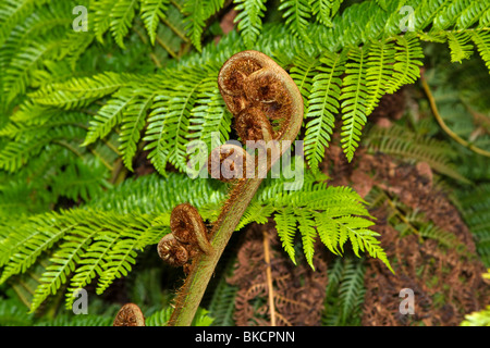 Entfaltenden Baumfarn Wedel, Perth, Western Australia Stockfoto