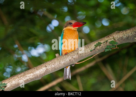 Storch-billed Eisvogel, Pelargopsis Capensis (ehemals Halcyon Capensis) Stockfoto