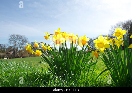 Weitwinkelaufnahme der Narzissen auf dem North Norfolk-Land an einem sonnigen Frühlingstag Stockfoto