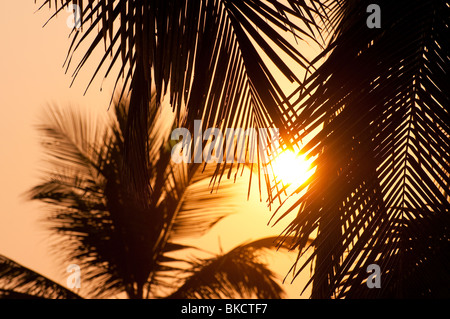 Sonnenuntergang mit Kokosnuss-Palmen, Hawa Strand, Kovalam, Kerala, Indien Stockfoto