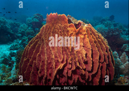 Barrel Sponge-Xestospongia Testudinaria große Vase Schwamm Vulkan Schwamm Vasenschwamm Haplusclenda Riff Malapascua unter Wasser Stockfoto