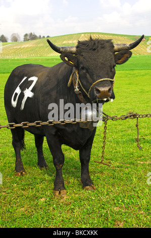 Eine Eringer kämpfenden Kuh wartet auf die Kuh Kampf, Schweiz Stockfoto