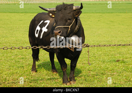 Eine Eringer kämpfenden Kuh wartet auf die Kuh Kampf, Schweiz Stockfoto