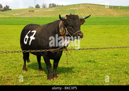 Eine Eringer kämpfenden Kuh wartet auf die Kuh Kampf, Schweiz Stockfoto