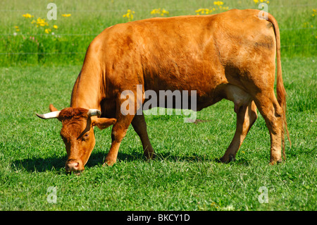 Limousin-Kuh mit rot-goldenen Mantel Farbe auf einer Weide, reinrassige Limousin Rasse Stockfoto