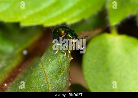 Nahaufnahme des grünen Dock Leaf Beetle Gastrophysa Viridula, Vorderansicht. Stockfoto