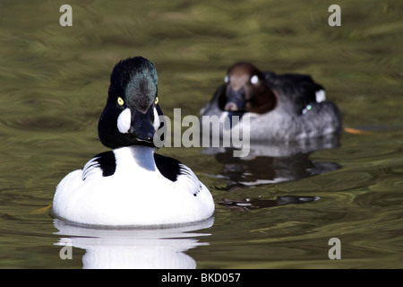 Paar von Common Goldeneye Bucephala Clangula darstellende Balz bei Martin bloße WWT, Lancashire UK Stockfoto