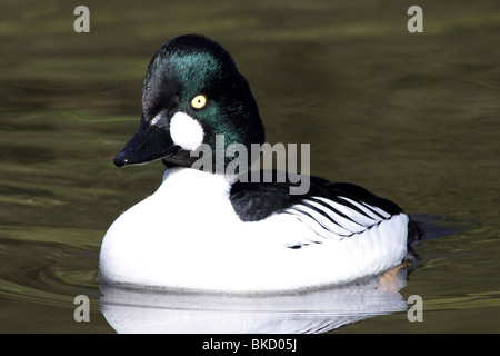 Männliche Common Goldeneye Bucephala Clangula schwimmen an Martin bloße WWT, Lancashire UK Stockfoto