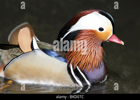 Nahaufnahme der männliche Mandarinente Aix Galericulata schwimmen genommen bei Martin bloße WWT, Lancashire UK Stockfoto