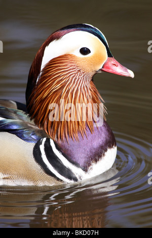 Nahaufnahme der männliche Mandarinente Aix Galericulata Kopf genommen bei Martin bloße WWT, Lancashire UK Stockfoto